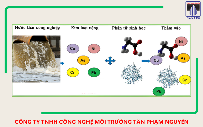 xử lý cd bằng sinh học