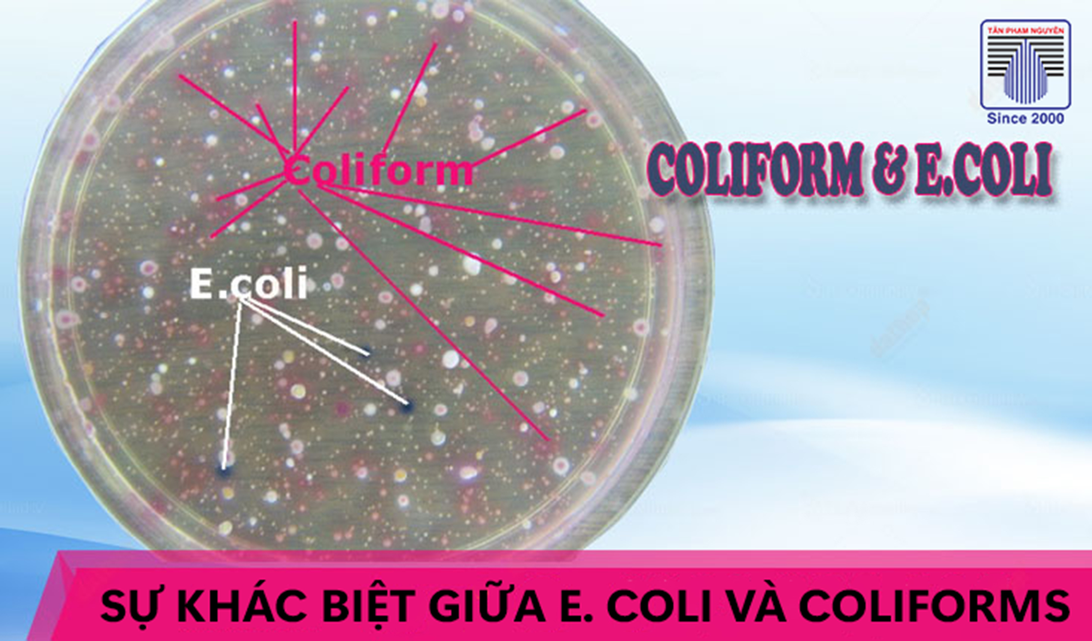 Vi khuẩn E. coli trong nước uống – Nguy cơ sức khỏe và cách xử lý